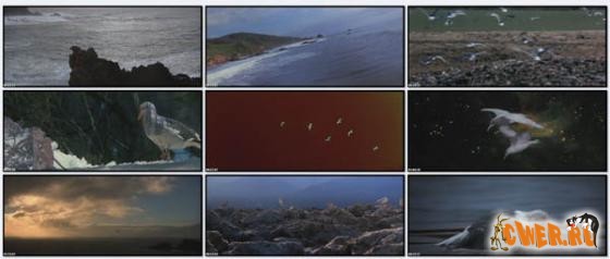 Чайка по имени Джонатан Ливингстон (1973)