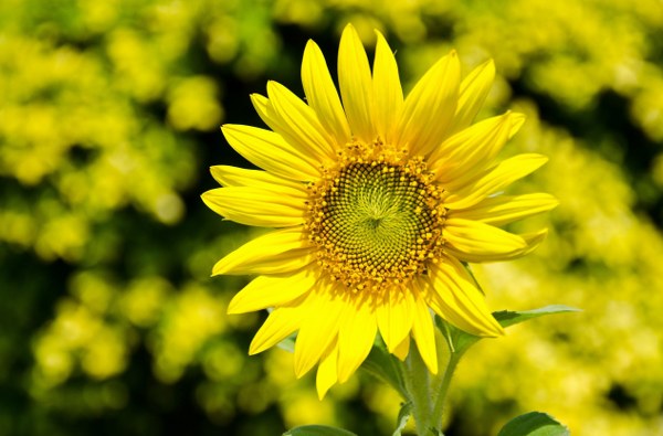 Best Mixed Wallpapers Pack #321-322