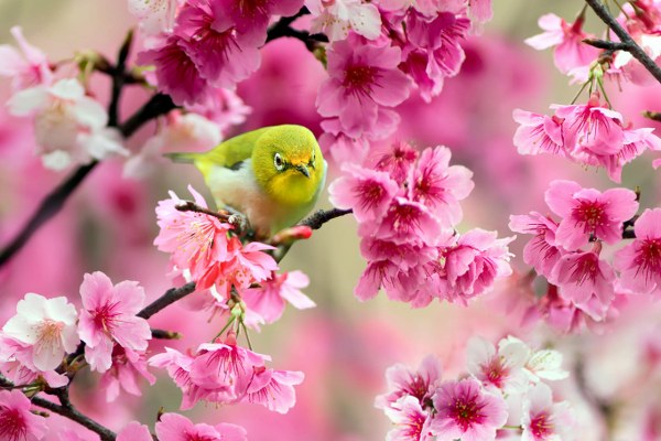 New Mixed HD Wallpapers Pack 276